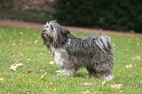 TERRIER DU TIBET 397